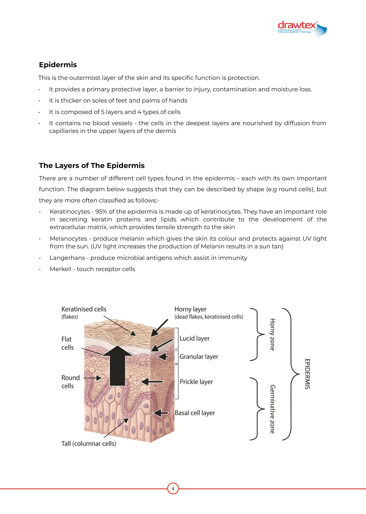 Redesigned manual, Epidermis page