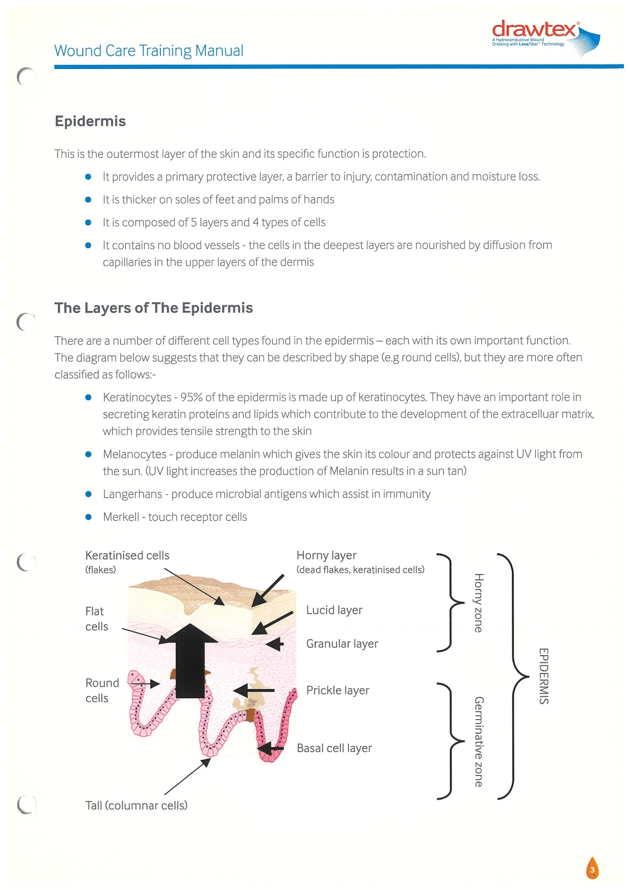 Original manual, Epidermis page